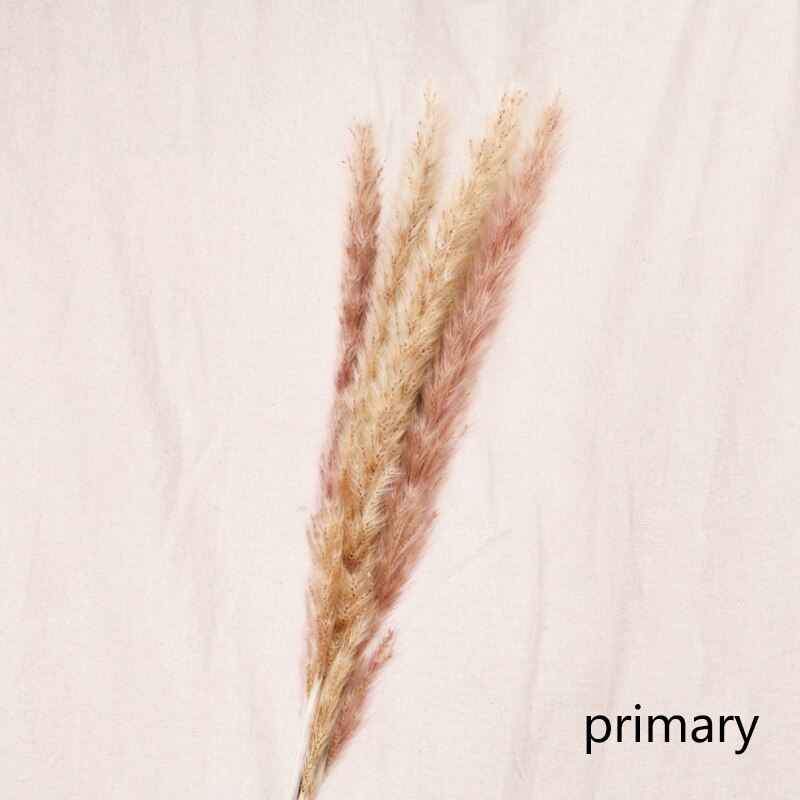 Natural Reed Dried Stems — preserved botanicals vases decor, view 6